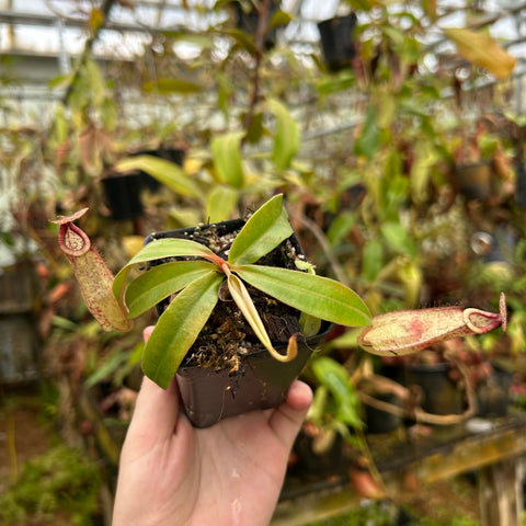 Nepenthes rafflesiana Leilani cross Rokko boschiana veitchii red pitcher plant with red speckled pitchers in a small pot