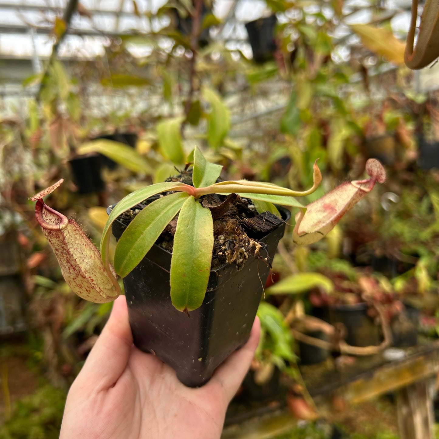 Nepenthes rafflesiana Leilani x [(Rokko x boschiana) x veitchii Nepenthes rafflesiana Leilani x [(Rokko x boschiana) x veitchii