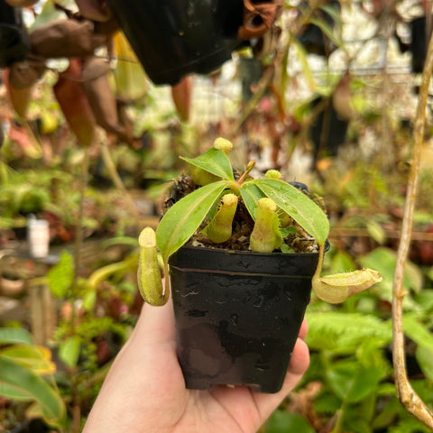 Nepenthes lowii veitchii boschiana spectabilis Giant hybrid seedling with pale green leaves and a slender hanging pitcher.