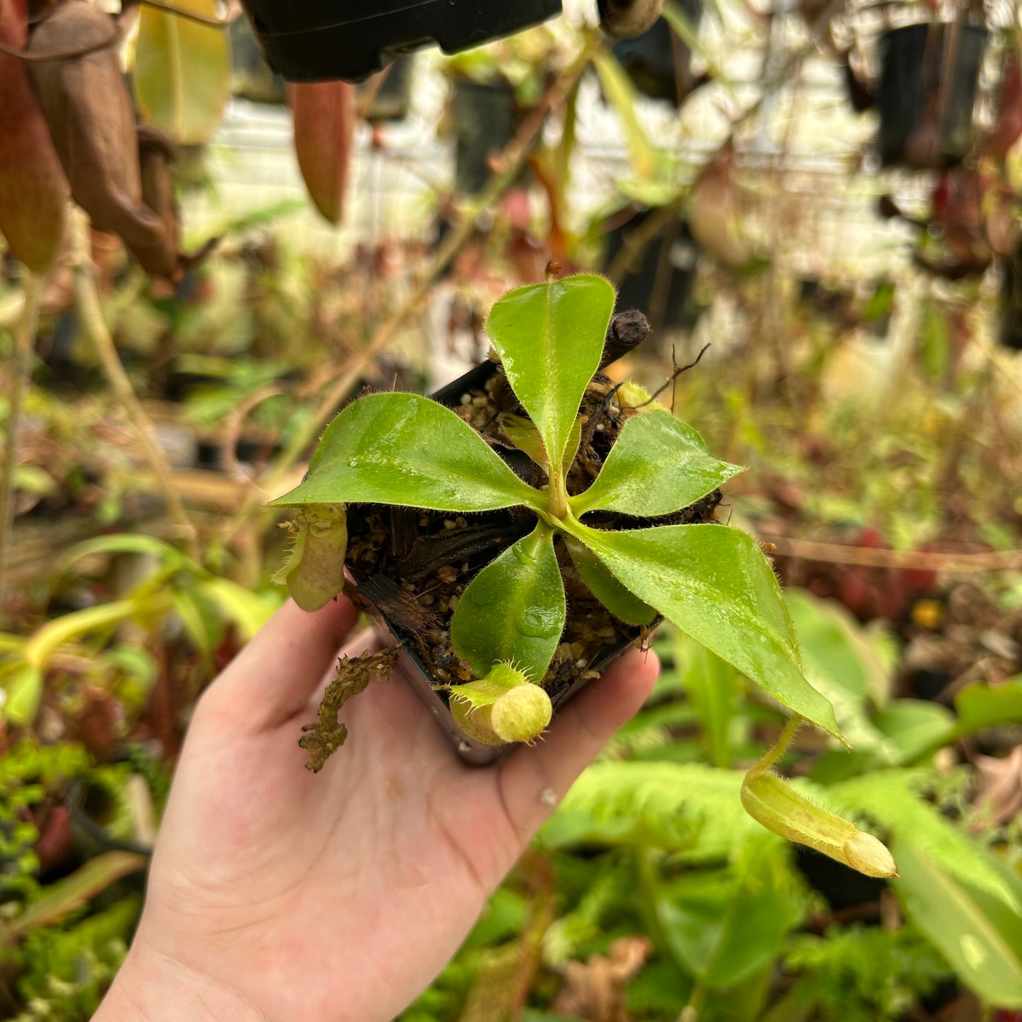 Nepenthes [(lowii x veitchii) x boschiana] x spectabilis Giant, CAR-0694