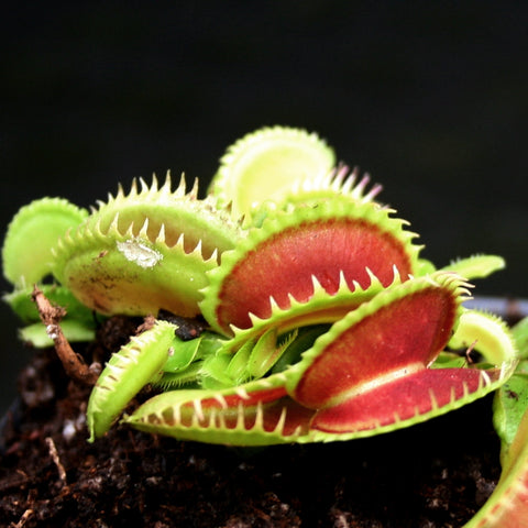 Close up of Venus flytrap Dente showing bright lime green traps with red inner surfaces and pronounced teeth.
