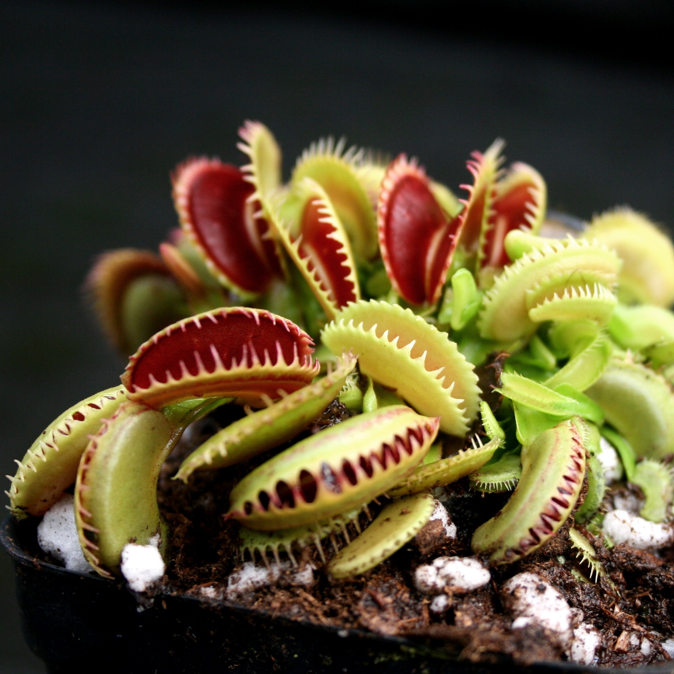 Venus Flytrap 