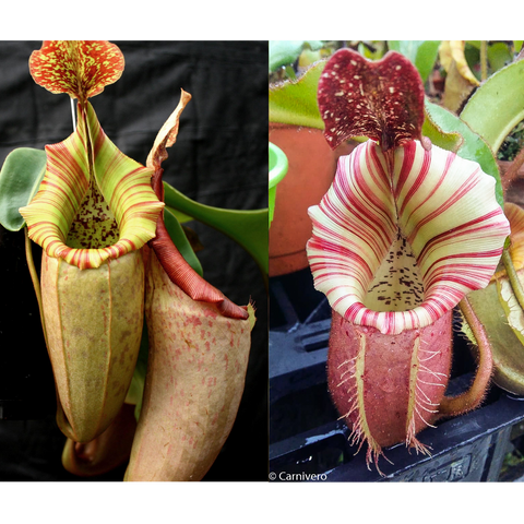Split image of Nepenthes The Wave and Candy Dreams; left lime green pitcher with red rim, right white with pink stripes