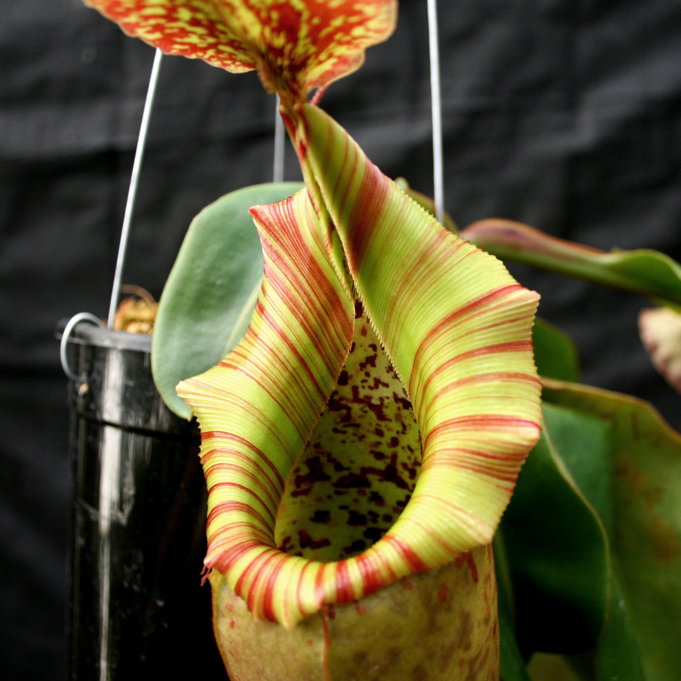 Nepenthes (maxima x campanulata) x veitchii 