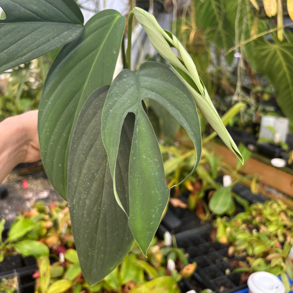 [A567] Monstera croatii