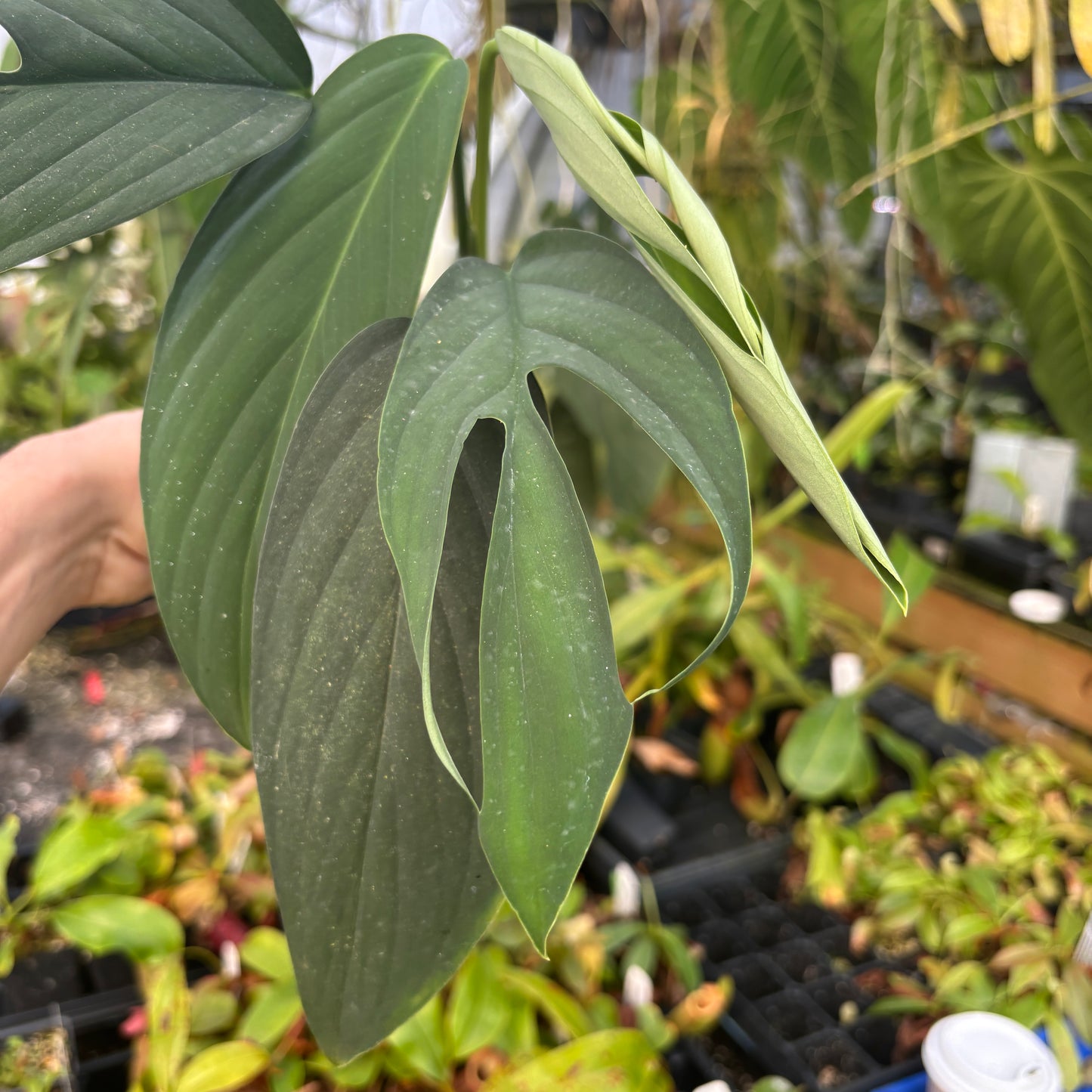 [A567] Monstera croatii
