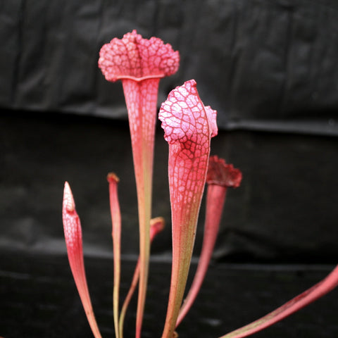 Close-up of a pink red Sarracenia Juthatip Soper pitcher plant against a dark background
