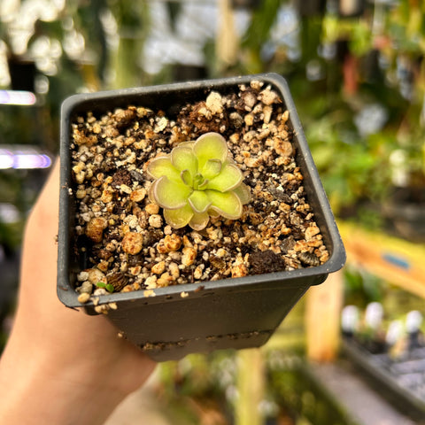 Pinguicula cyclosecta butterwort with pale lime green rosette leaves in a small pot.