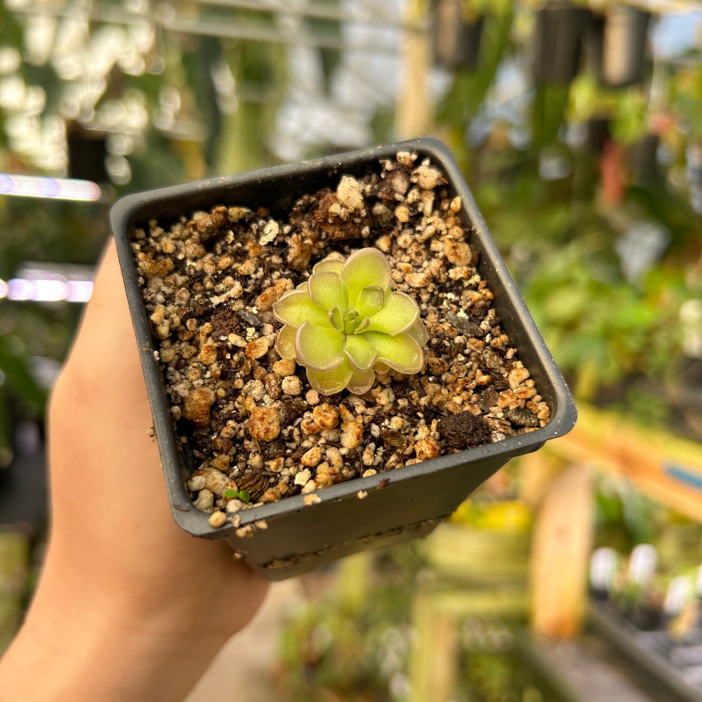 pinguicula succulent Pinguicula cyclosecta Butterwort – Carnivero