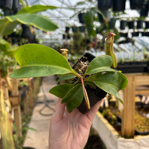 Young Nepenthes CAR-1124 hybrid in a small pot with broad green leaves and a slender upright pitcher.