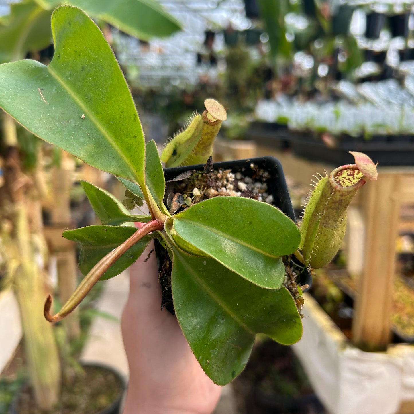 Nepenthes [(lowii x veitchii) x tiveyi] x {(Song of melancholy x [(lowii x veitchii) x burbidgeae]}, CAR-0980