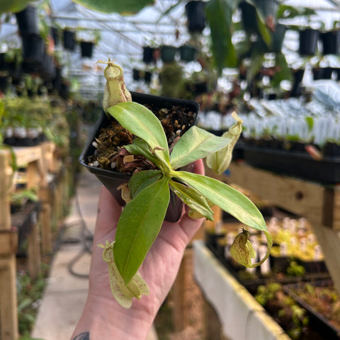 Nepenthes rafflesiana Leilani x robcantleyi hybrid with elongated green leaves and pale hanging pitcher.