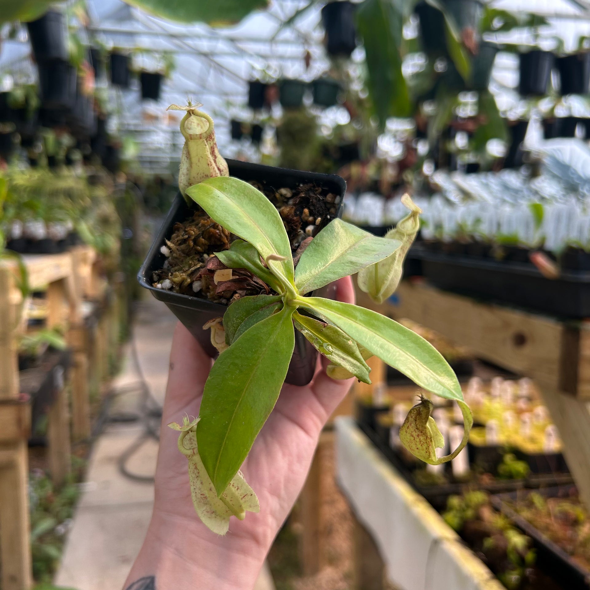 Nepenthes rafflesiana Leilani x robcantleyi, CAR-0638 – Carnivero
