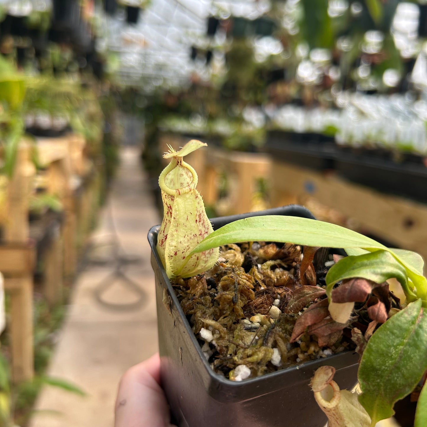 Nepenthes rafflesiana Leilani x robcantleyi, CAR-0638