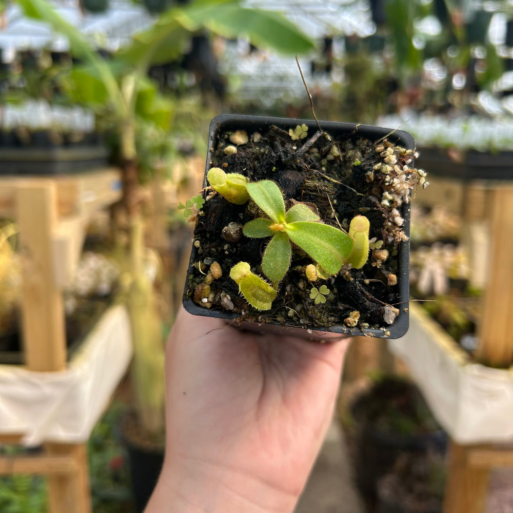 Nepenthes veitchii 'Geoff Wong' x 'Candy Dreams', CAR-0702