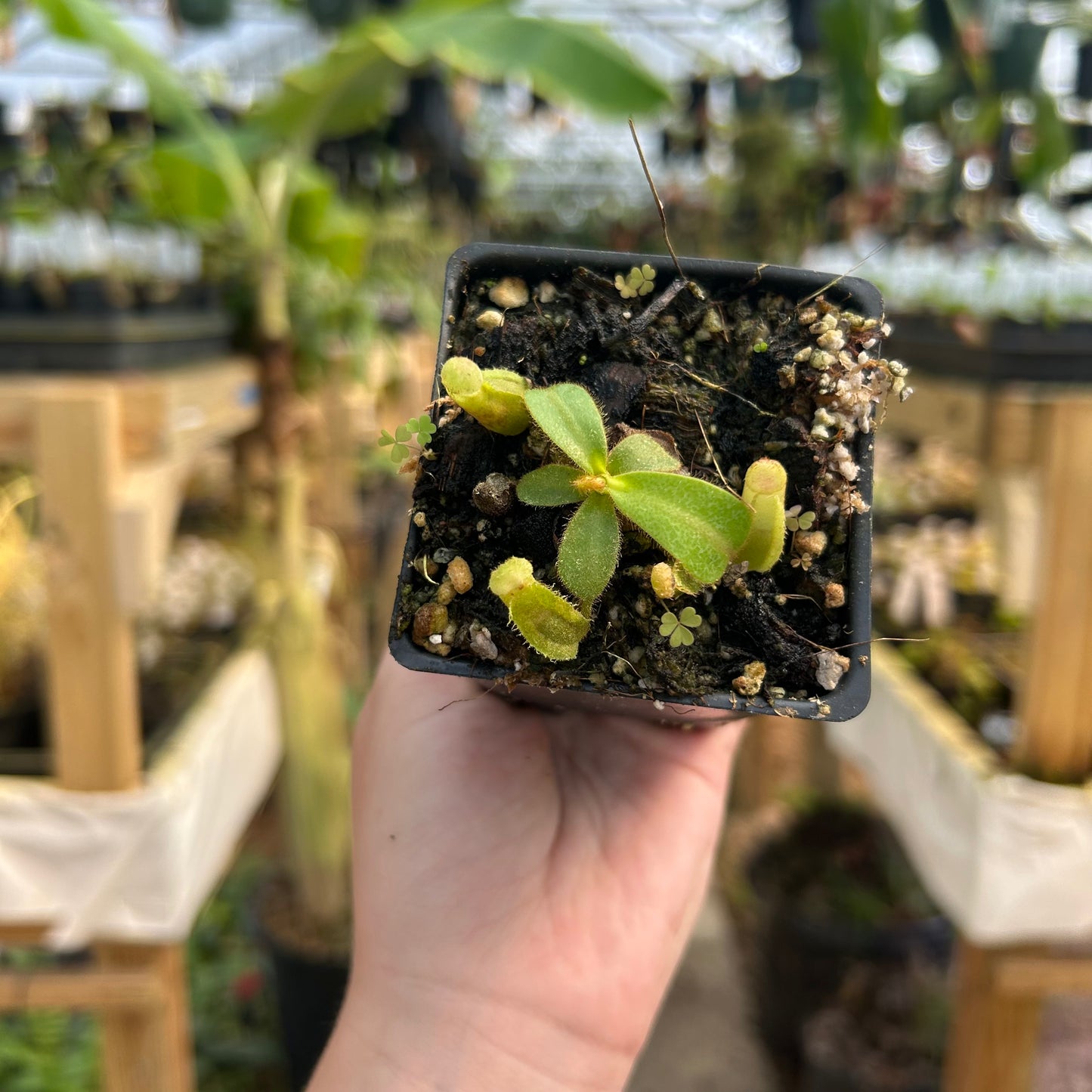 Nepenthes veitchii 'Geoff Wong' x 'Candy Dreams', CAR-0702