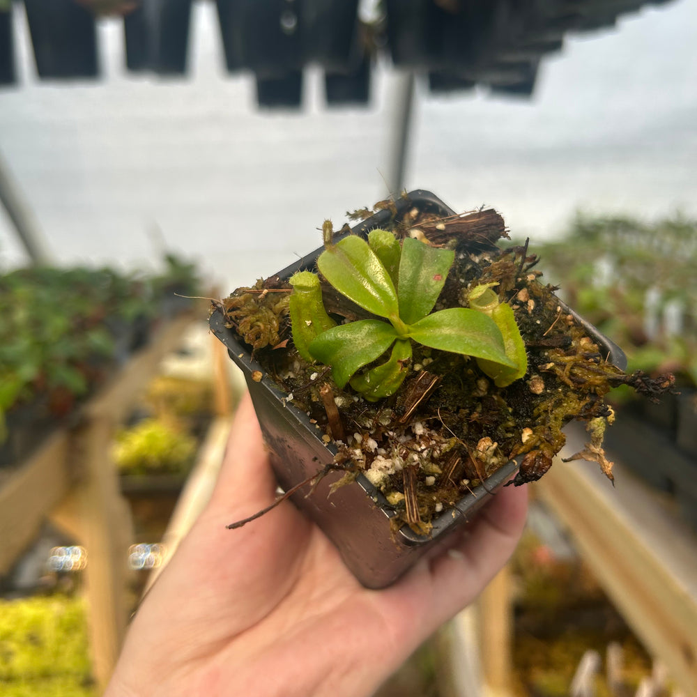 
                      
                        Nepenthes 'Song of Melancholy' x veitchii 'Cobra', CAR-0725
                      
                    