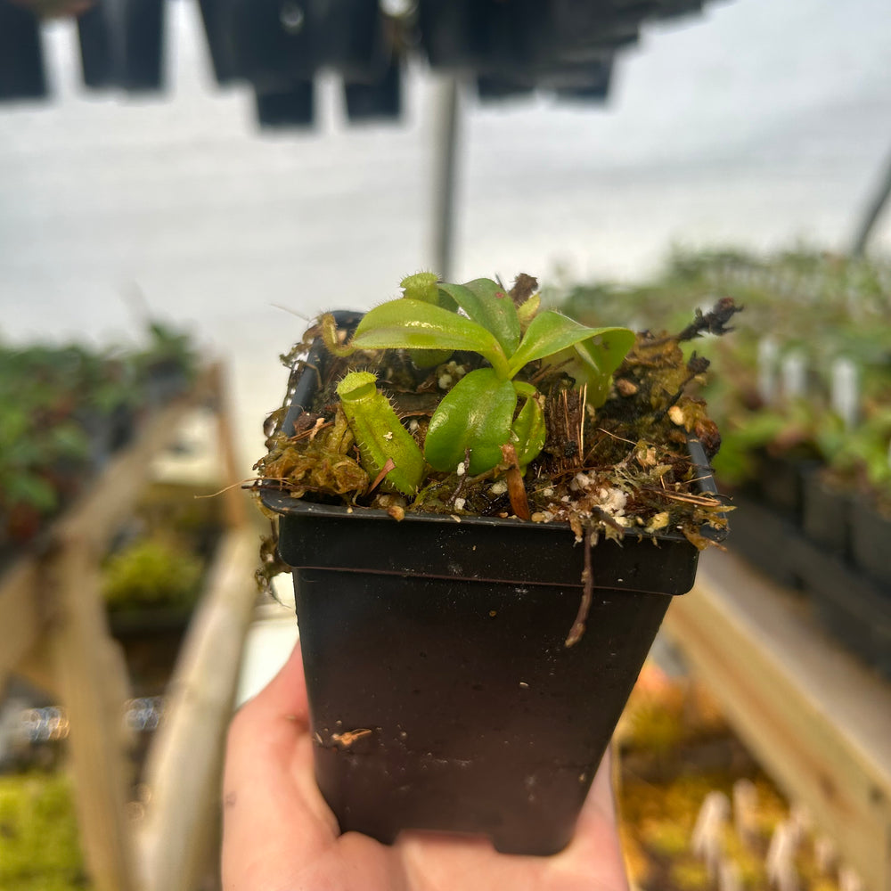 
                      
                        Nepenthes 'Song of Melancholy' x veitchii 'Cobra', CAR-0725
                      
                    