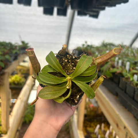 Nepenthes Song of Melancholy x veitchii Cobra seedling with long tubular pitchers and broad green leaves in a small pot