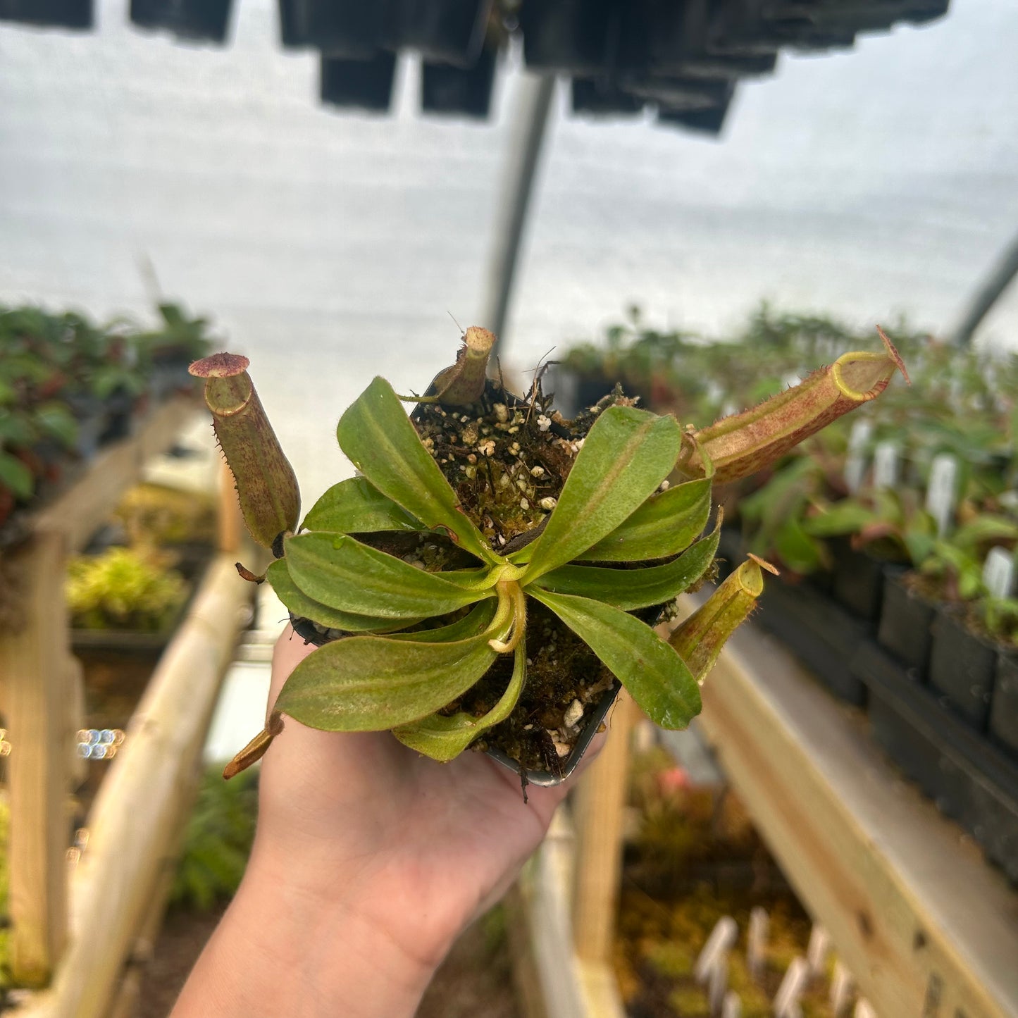 Nepenthes 'Song of Melancholy' x veitchii 'Cobra', CAR-0725