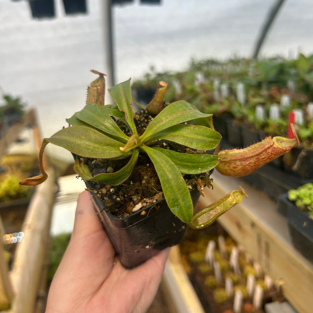 Nepenthes 'Song of Melancholy' x veitchii 'Cobra', CAR-0725