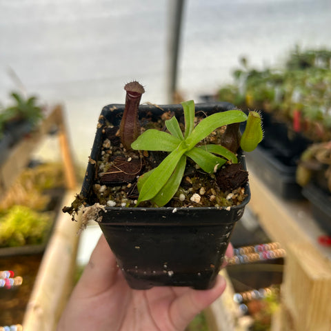 Nepenthes ventricosa BE Red x naga seedling with green leaves and two dark red pitcher traps in a black plastic pot