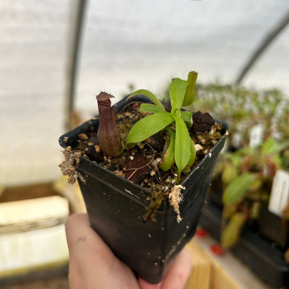 Nepenthes ventricosa x naga, CAR-0849