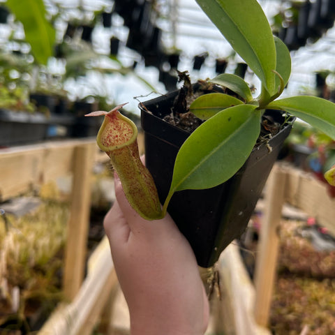Nepenthes pitcher plant with a pale green hanging pitcher and red speckles in a small pot.