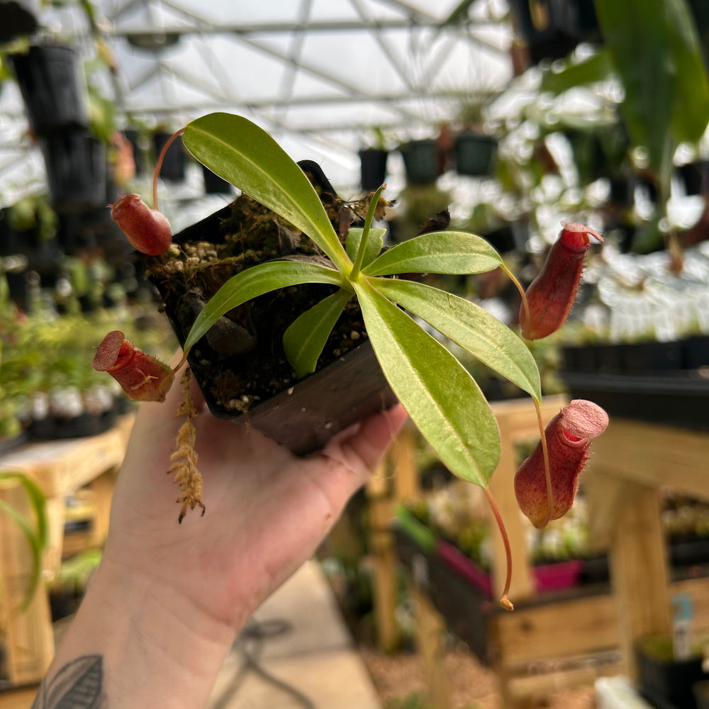 Nepenthes ventricosa JB x [(ventricosa x sibuyanensis) x Trusmadiensis], CAR-0635