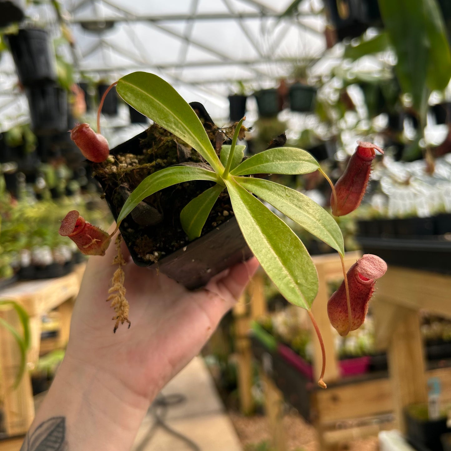 Nepenthes ventricosa JB x [(ventricosa x sibuyanensis) x Trusmadiensis], CAR-0635