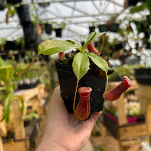 Nepenthes ventricosa JB cross with complex lineage showing pale green leaves and two red tubular pitchers