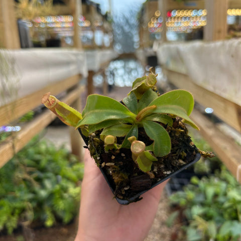 Nepenthes veitchii hybrid with green leaves and small pink pitchers in a black nursery pot