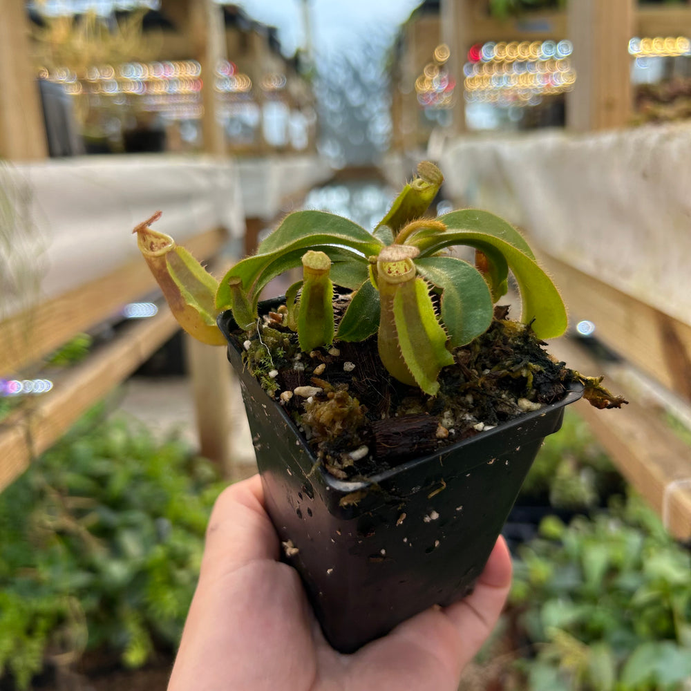 Nepenthes veitchii [(Murud x Candy)-Best x (Big Mama x Pink Candy Cane)], CAR-0732