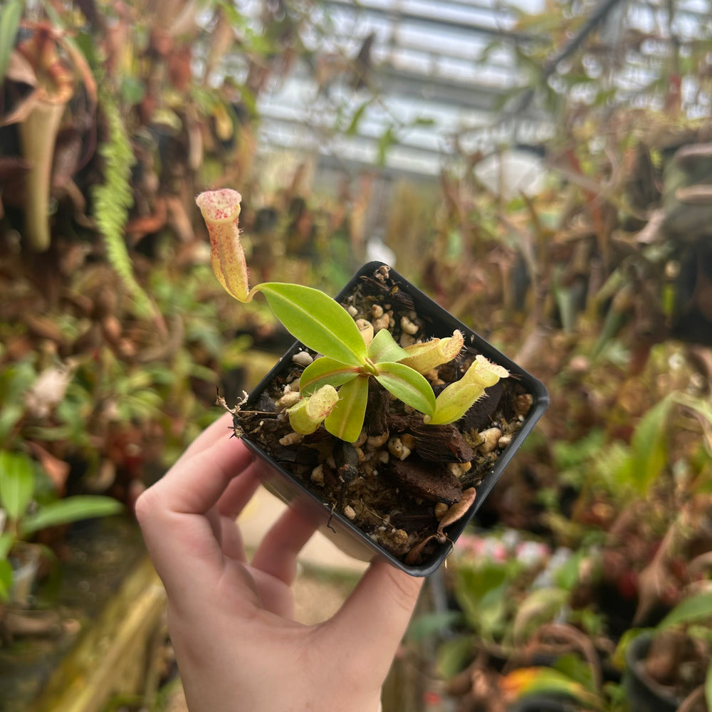 
                      
                        Nepenthes ({(Rokko x boschiana) x [(Rokko x fusca) x spectabilis]} x Trusmadiensis) x campanulata, CAR-0574, CAR-0574
                      
                    