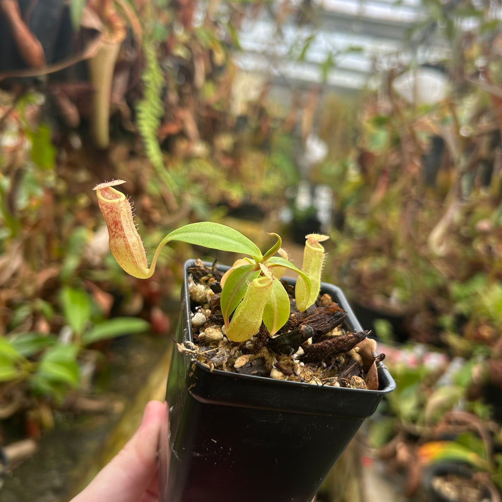 
                      
                        Nepenthes ({(Rokko x boschiana) x [(Rokko x fusca) x spectabilis]} x Trusmadiensis) x campanulata, CAR-0574, CAR-0574
                      
                    