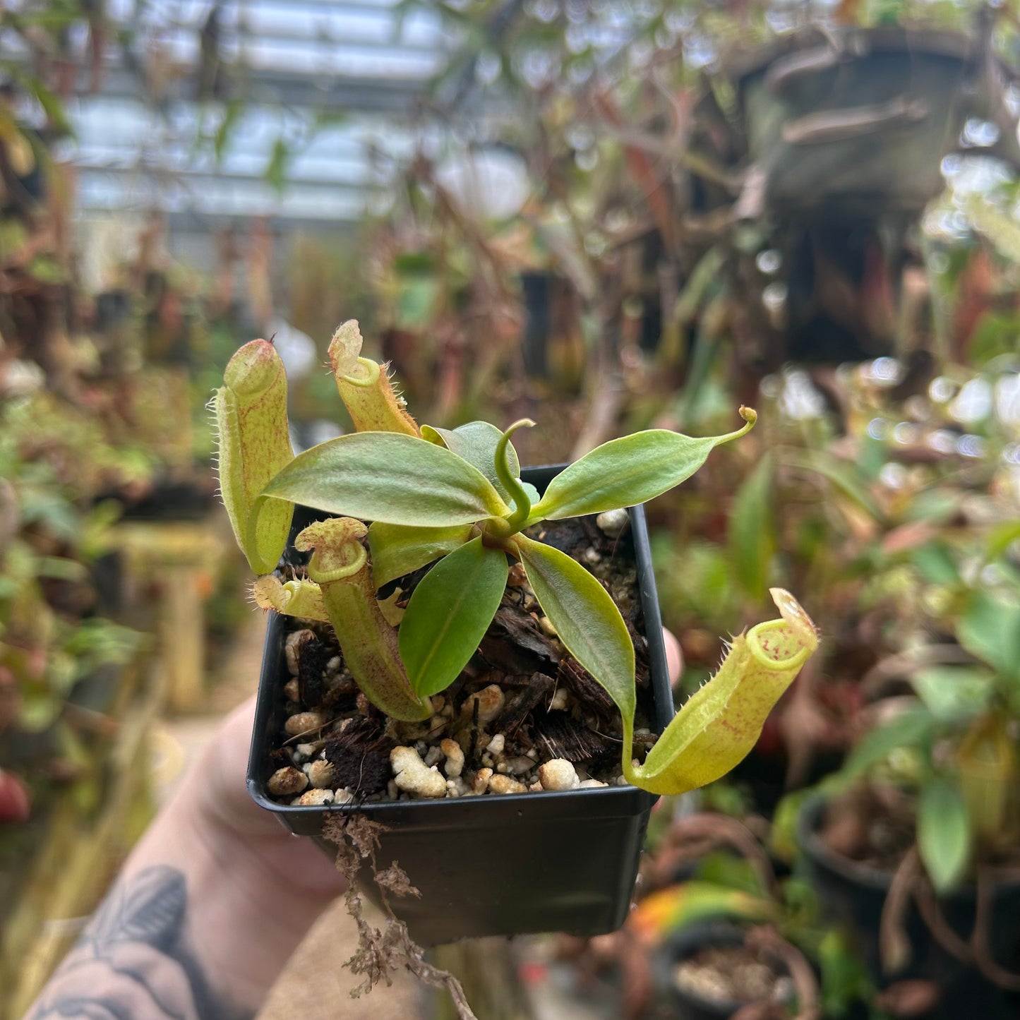 Nepenthes ({(Rokko x boschiana) x [(Rokko x fusca) x spectabilis]} x Trusmadiensis) x campanulata, CAR-0574, CAR-0574