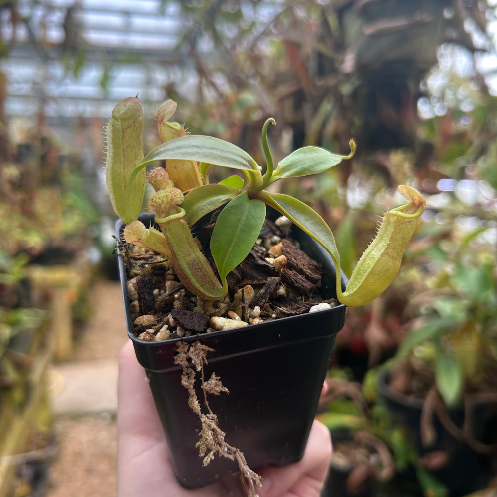 
                      
                        Nepenthes ({(Rokko x boschiana) x [(Rokko x fusca) x spectabilis]} x Trusmadiensis) x campanulata, CAR-0574, CAR-0574
                      
                    