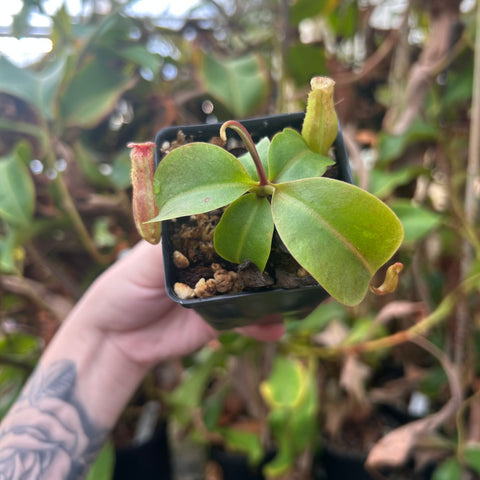 Nepenthes Wistuba Clone 3 hybrid in CAR-0576 with four broad green leaves and small developing pitchers