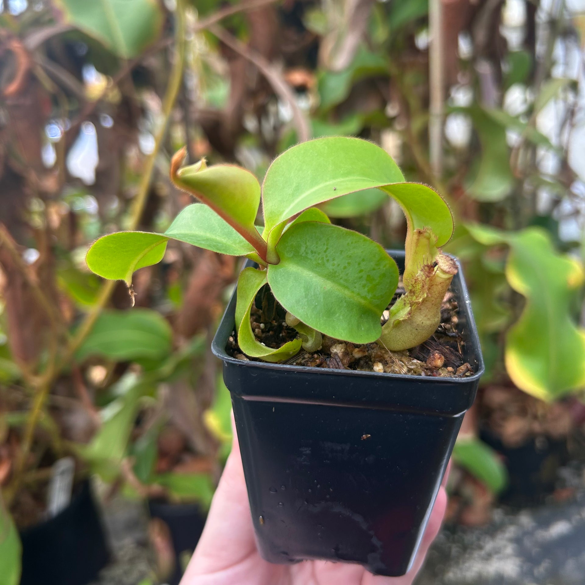 Nepenthes {(Rokko x boschiana) x {[Rokko x (zakriana x spectabilis