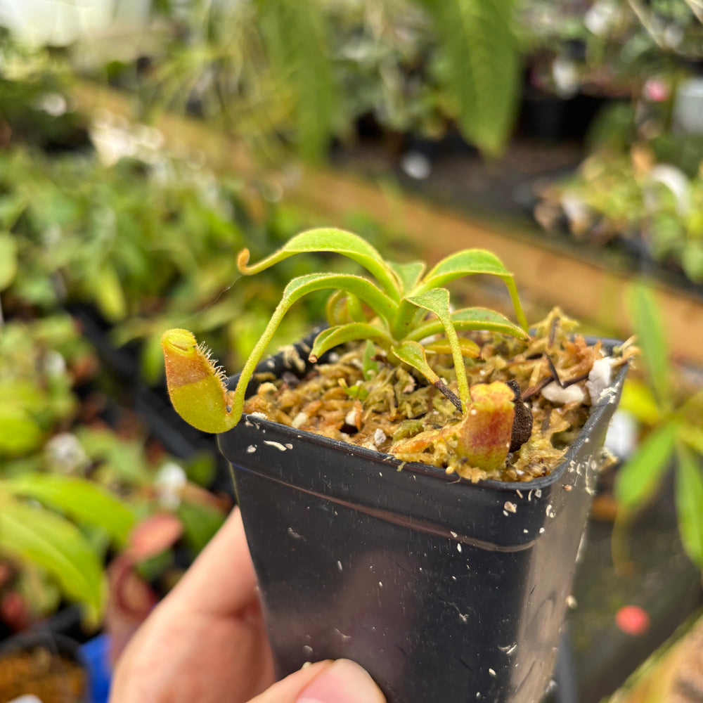 
                      
                        [A593] Nepenthes lowii (Gunung Mentapok, Borneo) Clone: 03
                      
                    
