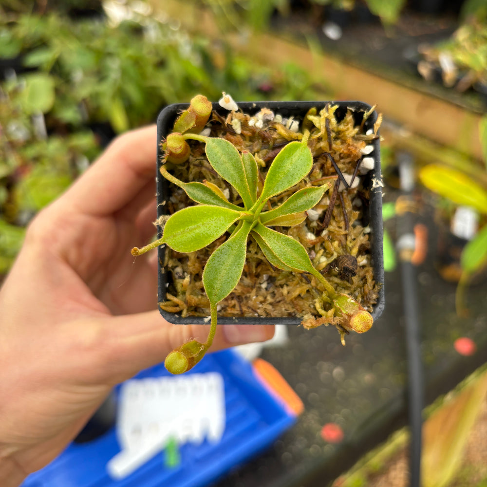 
                      
                        [A593] Nepenthes lowii (Gunung Mentapok, Borneo) Clone: 03
                      
                    