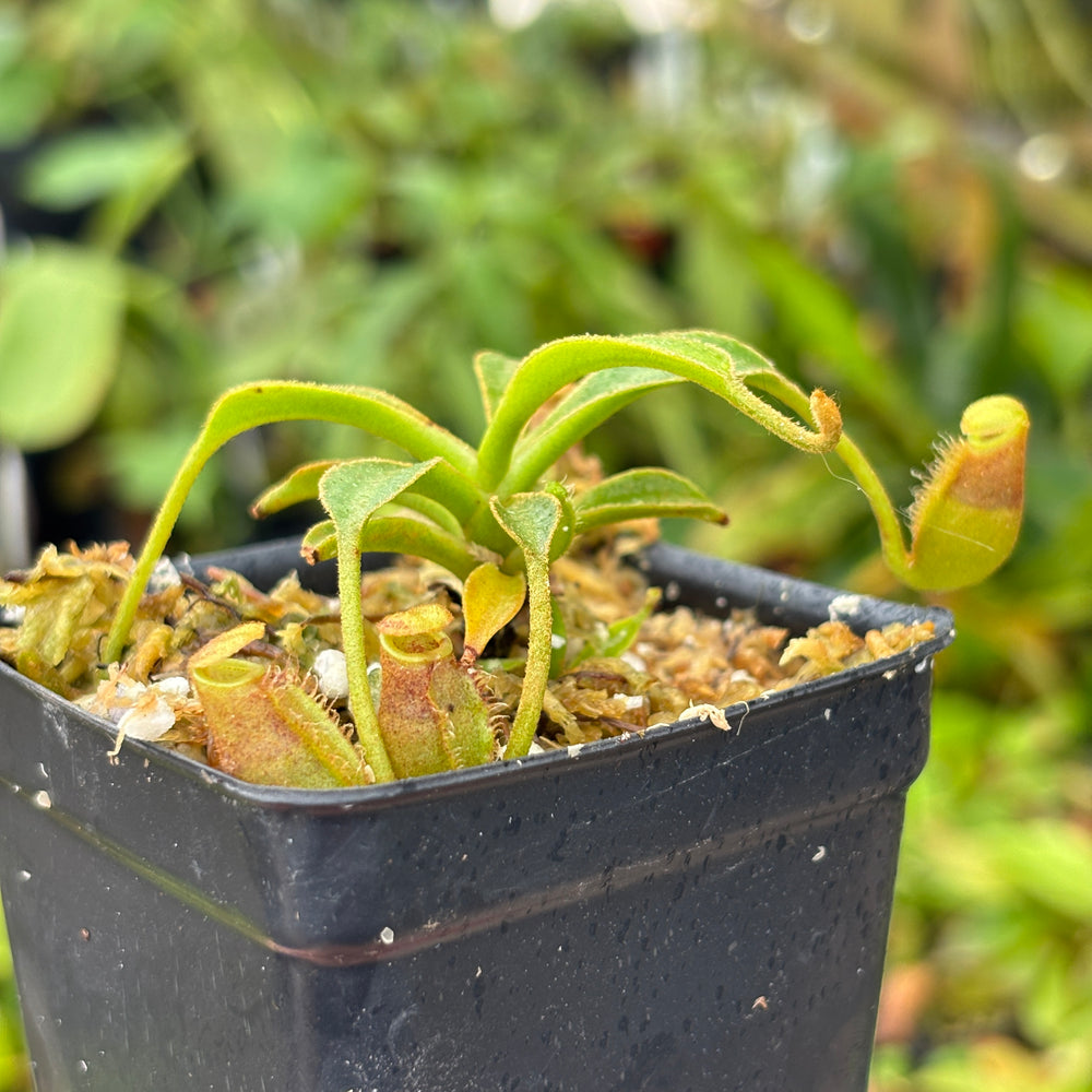 [A593] Nepenthes lowii (Gunung Mentapok, Borneo) Clone: 03