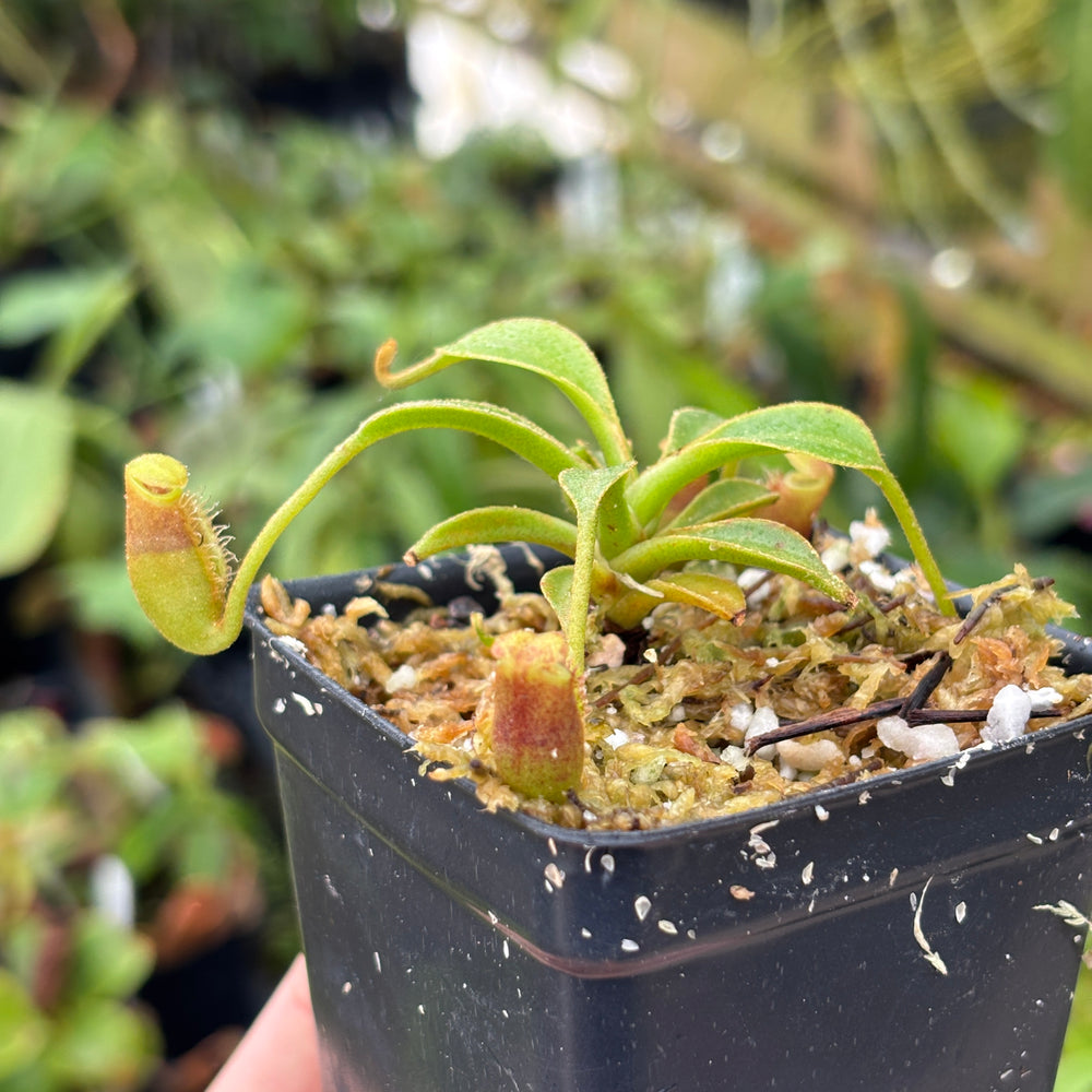 
                      
                        [A593] Nepenthes lowii (Gunung Mentapok, Borneo) Clone: 03
                      
                    