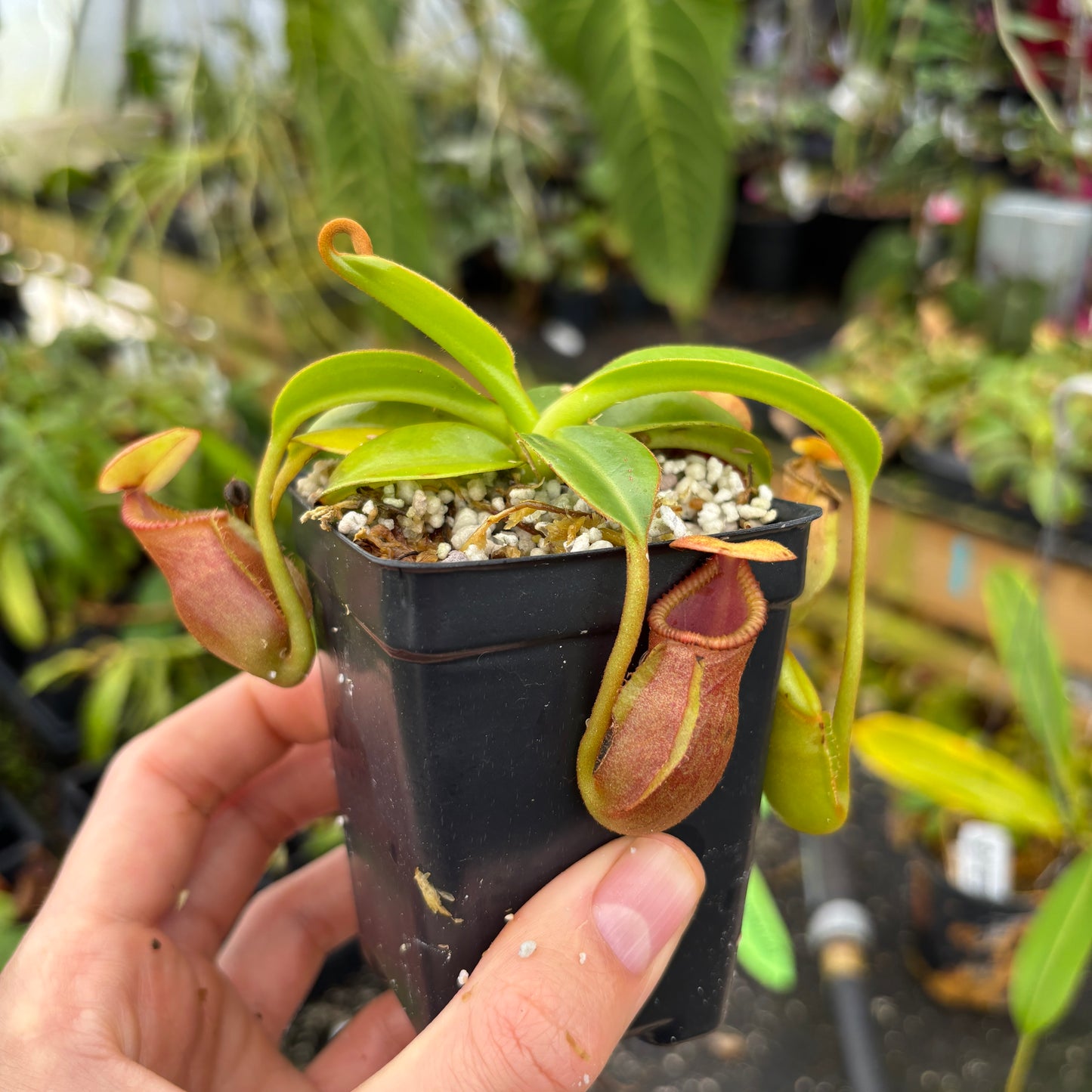 [A595] Nepenthes macrophylla (Gunung Trusmadi, Borneo) Clone: WT_05