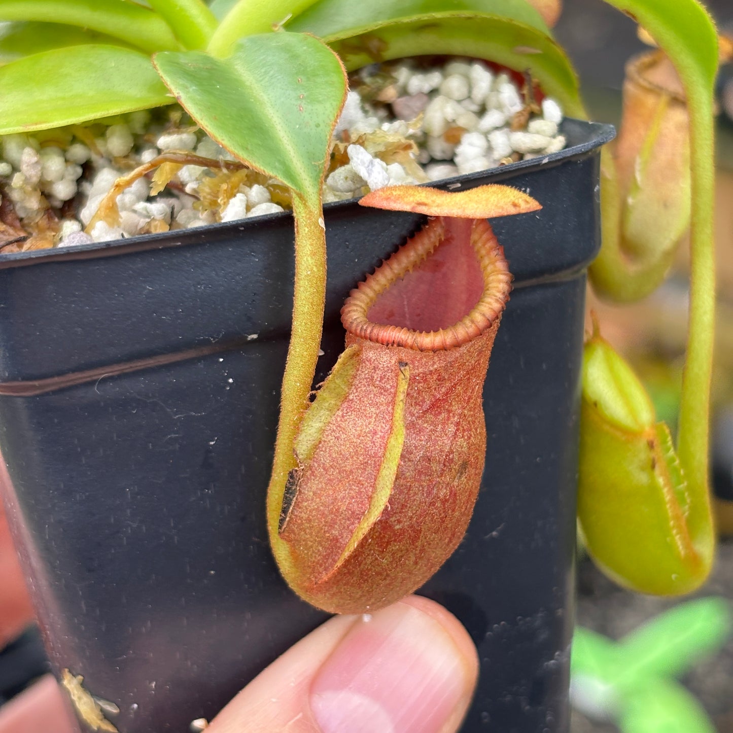 [A595] Nepenthes macrophylla (Gunung Trusmadi, Borneo) Clone: WT_05