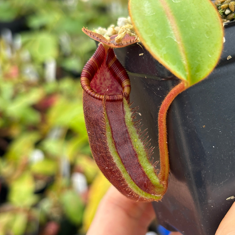 [A596] ephippiata (Hose Mountains, Borneo)