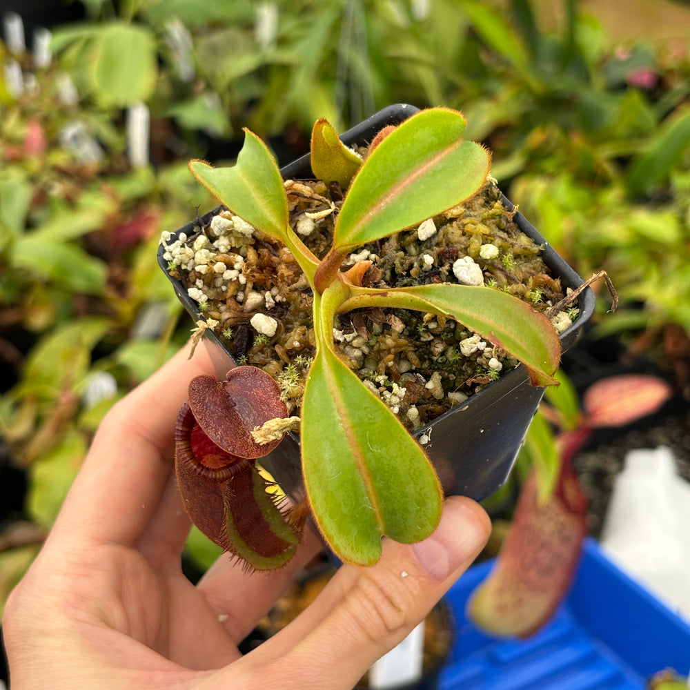 
                      
                        [A596] ephippiata (Hose Mountains, Borneo)
                      
                    