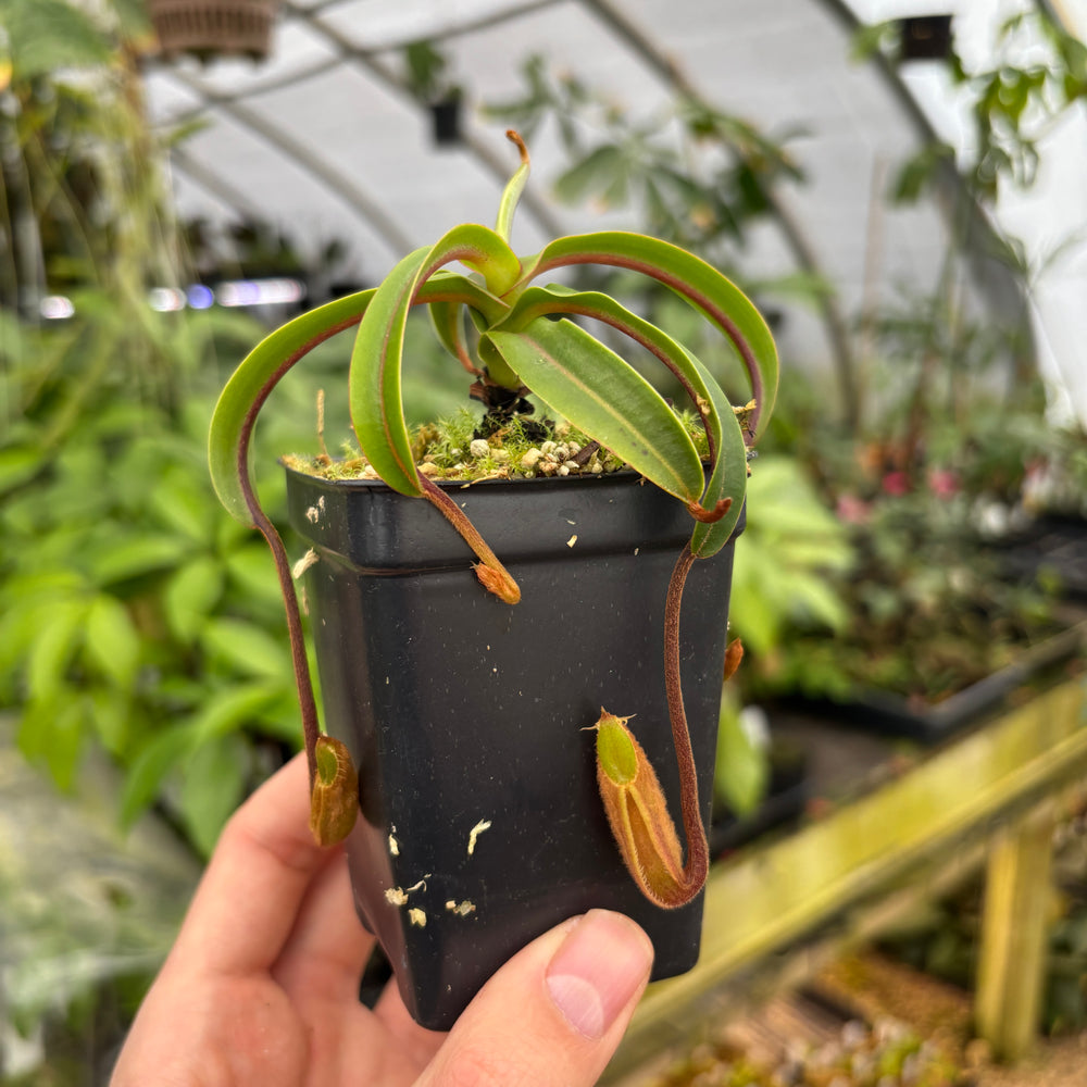 [A600] Nepenthes diabolica (Red Hairy Hamata) Clone: 14