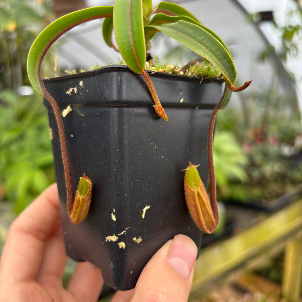 
                      
                        [A600] Nepenthes diabolica (Red Hairy Hamata) Clone: 14
                      
                    