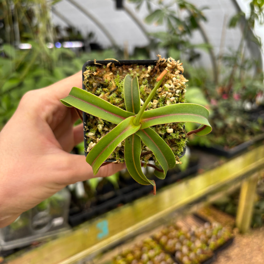 
                      
                        [A600] Nepenthes diabolica (Red Hairy Hamata) Clone: 14
                      
                    